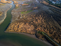 Society of Wetland Scientists